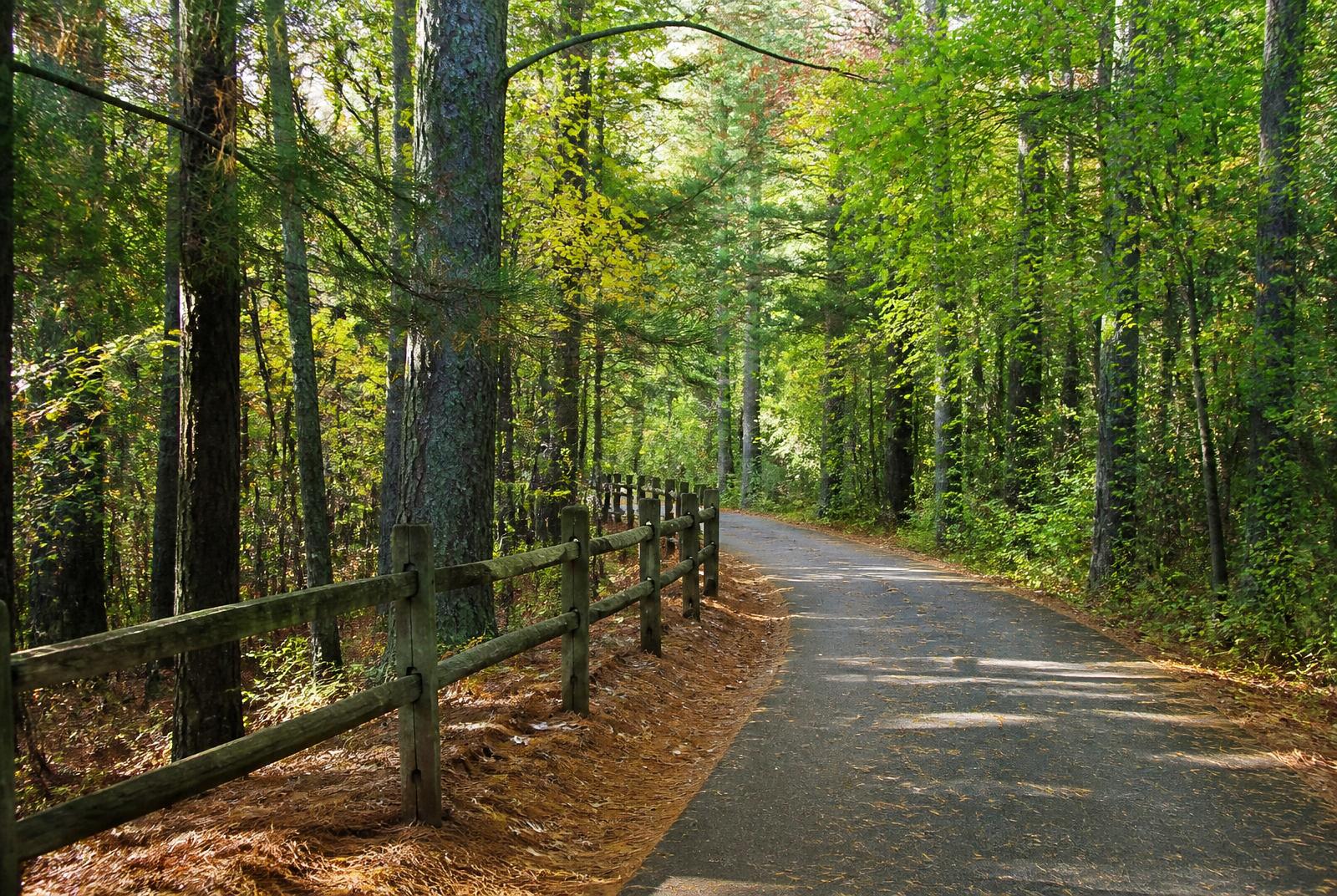 A shaded walking trail through mature hardwoods along a Highgate pond