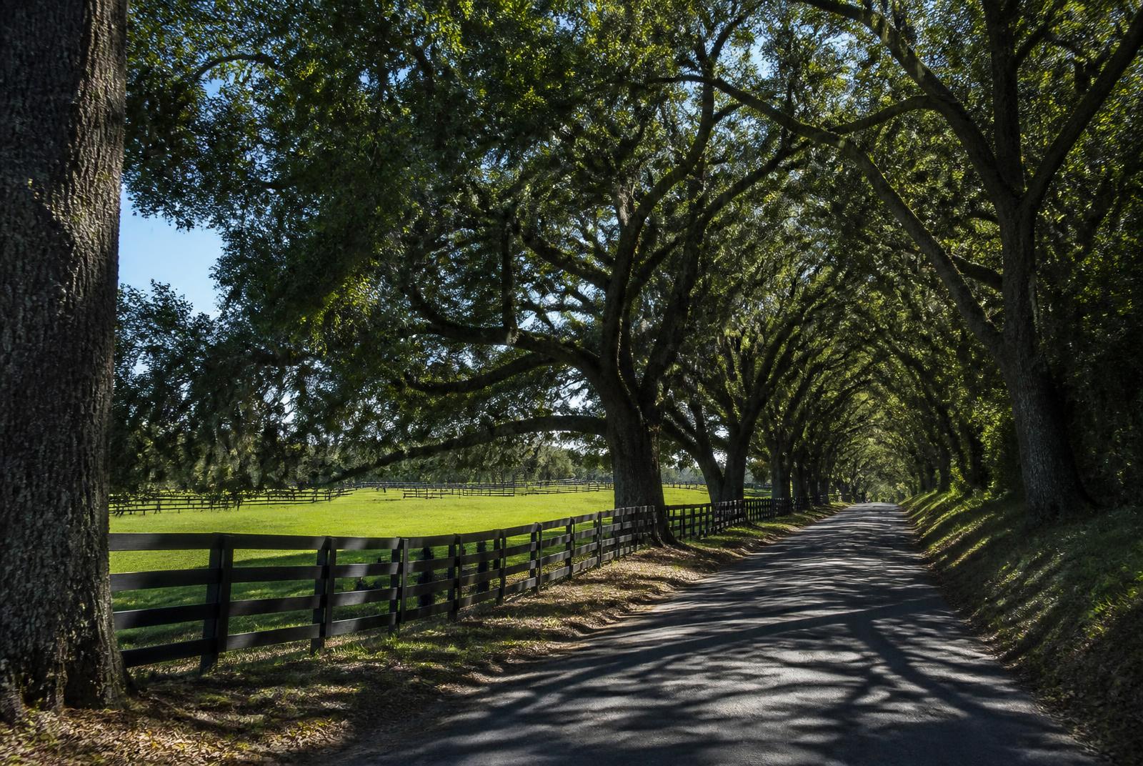 Tree-lined country lane in Weddington, North Carolina, with an arching oak canopy and black four-board horse fencing